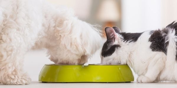 Can you feed a dog shop cat food in an emergency